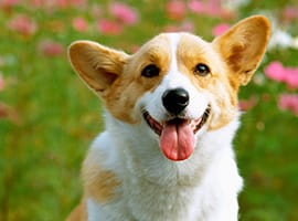 犬が死亡したときの手続き