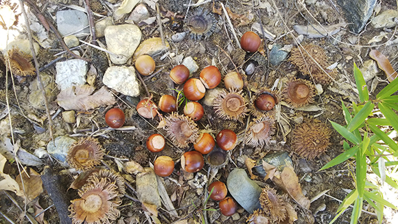 奈良県奈良市にて