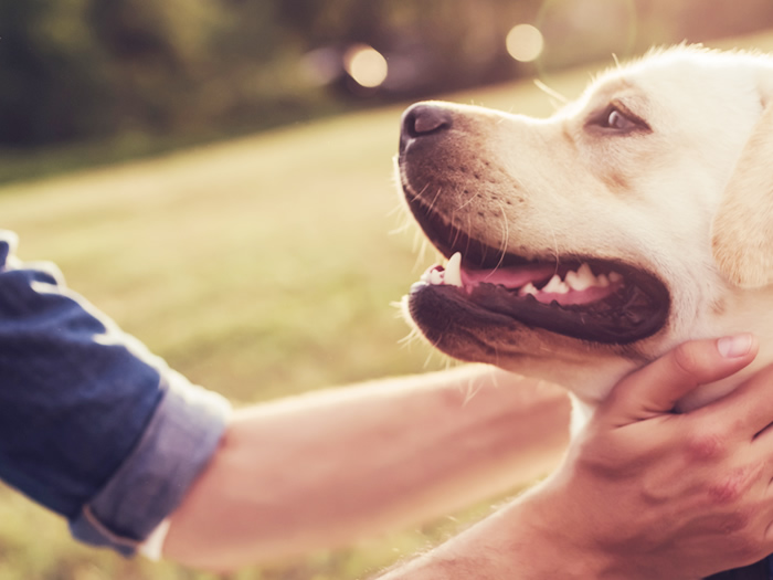 犬が亡くなった際の各自治体への手続きについて