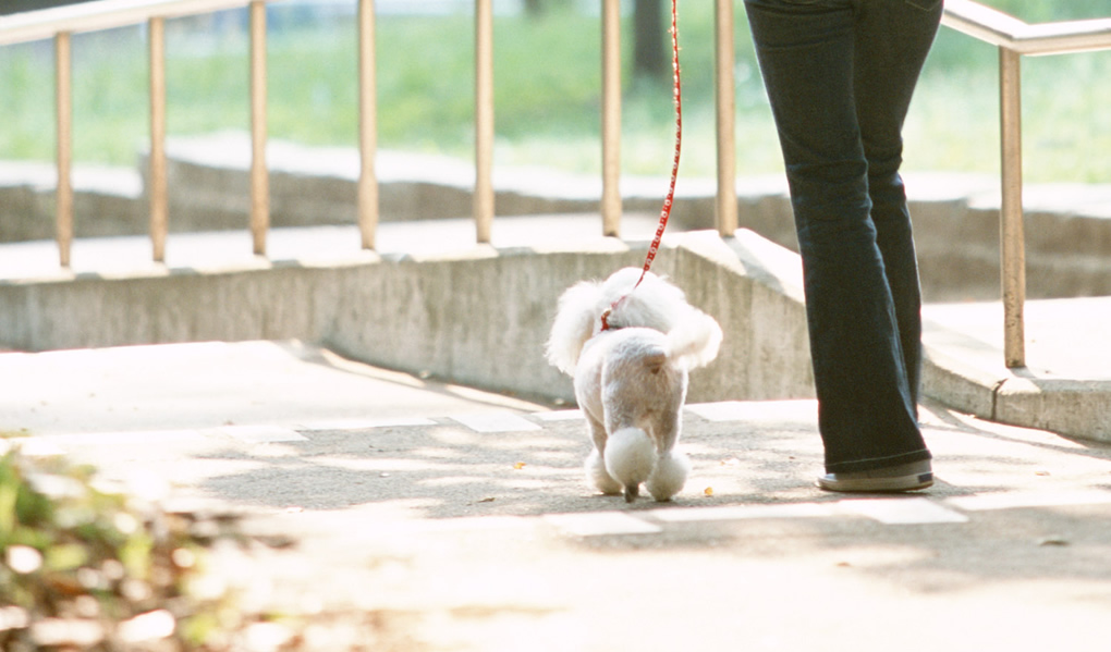 犬との散歩