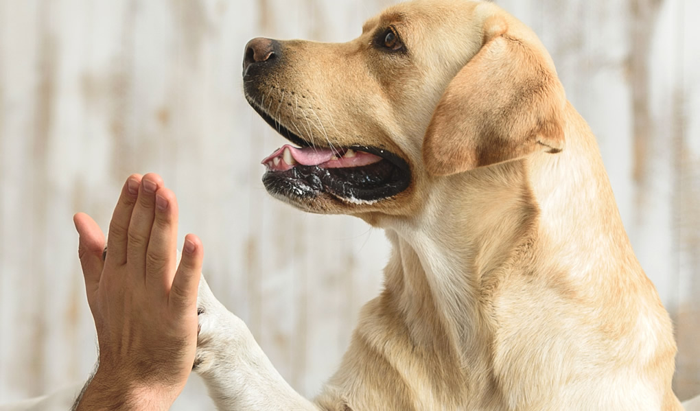 犬の認知症について